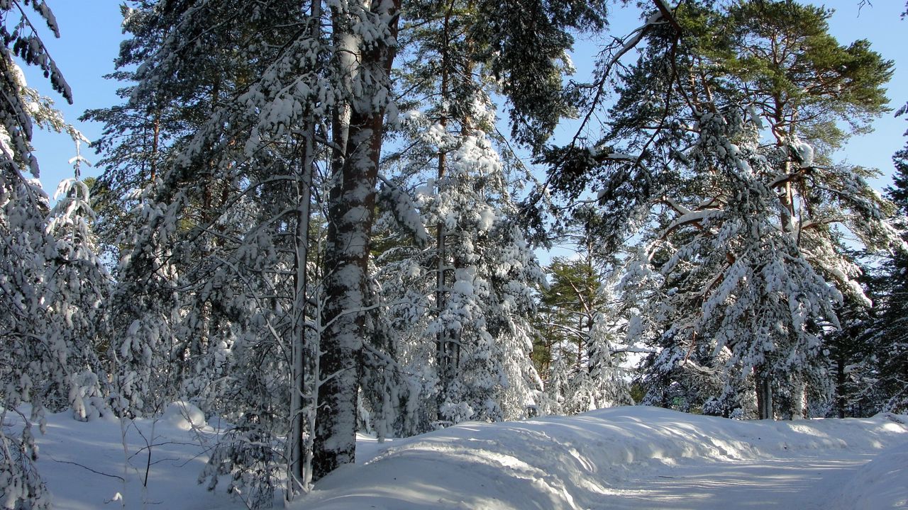Обои лес, деревья, зима, санкт-петербург, дорога, тени