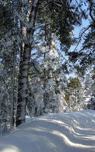 Превью обои лес, деревья, зима, санкт-петербург, дорога, тени