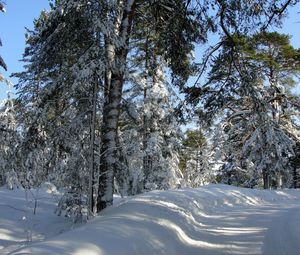 Превью обои лес, деревья, зима, санкт-петербург, дорога, тени