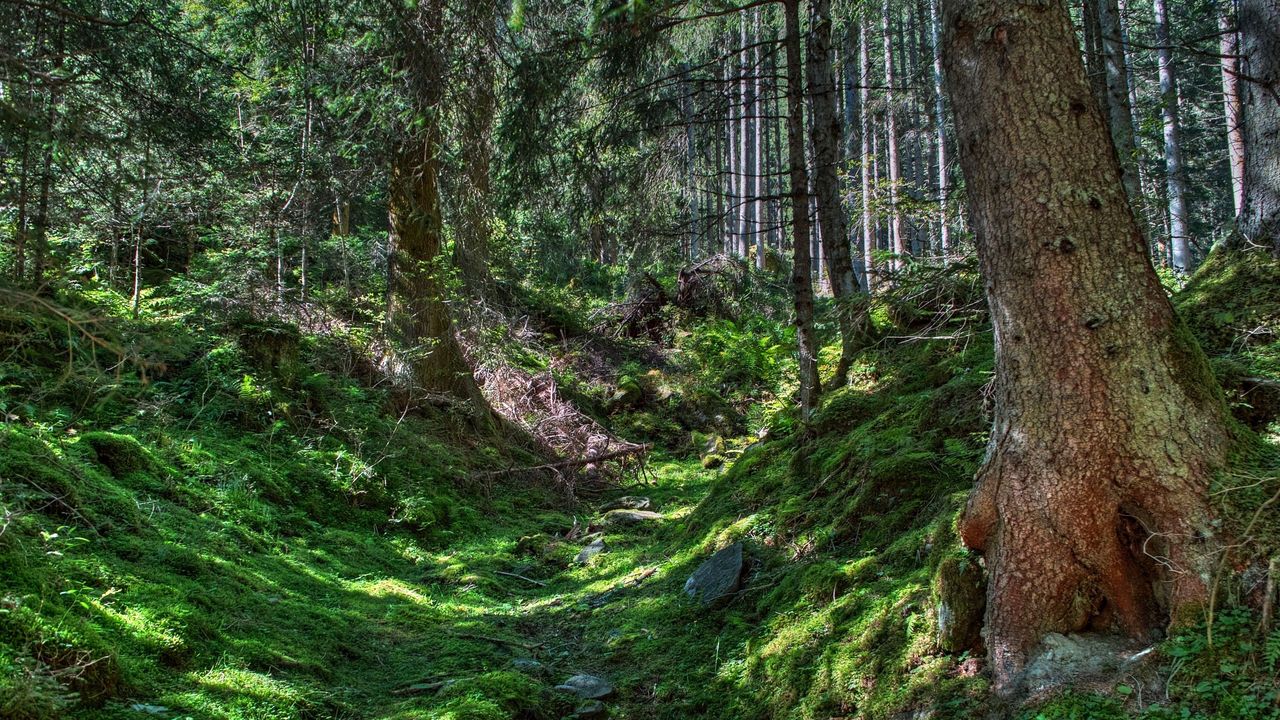 Лес горизонтальное фото