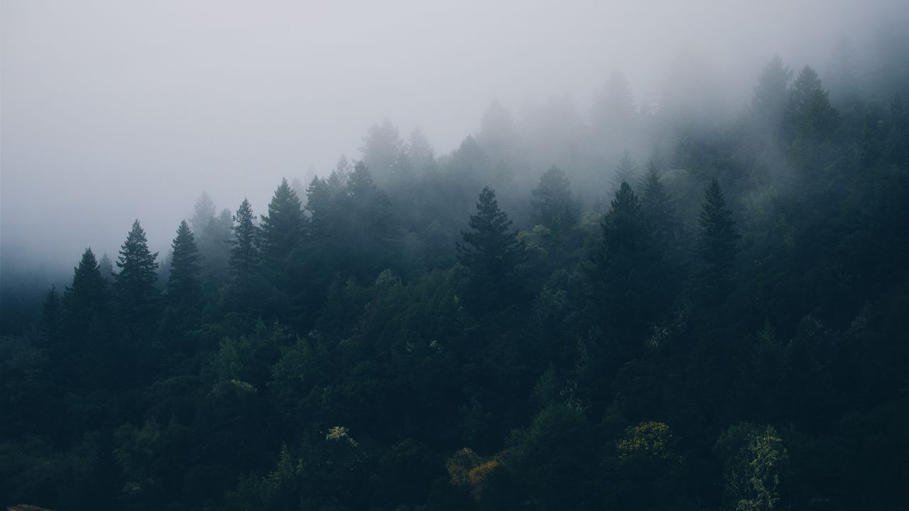 Обои лес, деревья, туман