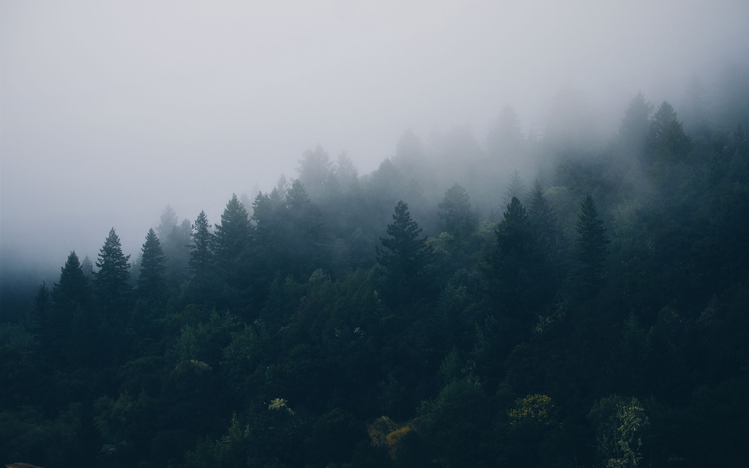 2560x1600 Обои лес, деревья, туман
