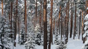 Превью обои лес, деревья, зима, санкт-петербург, павловск