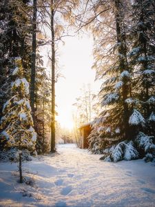 Превью обои лес, дом, снег, зима, солнечный свет
