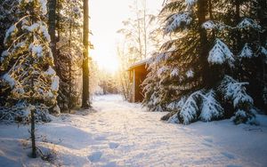 Превью обои лес, дом, снег, зима, солнечный свет