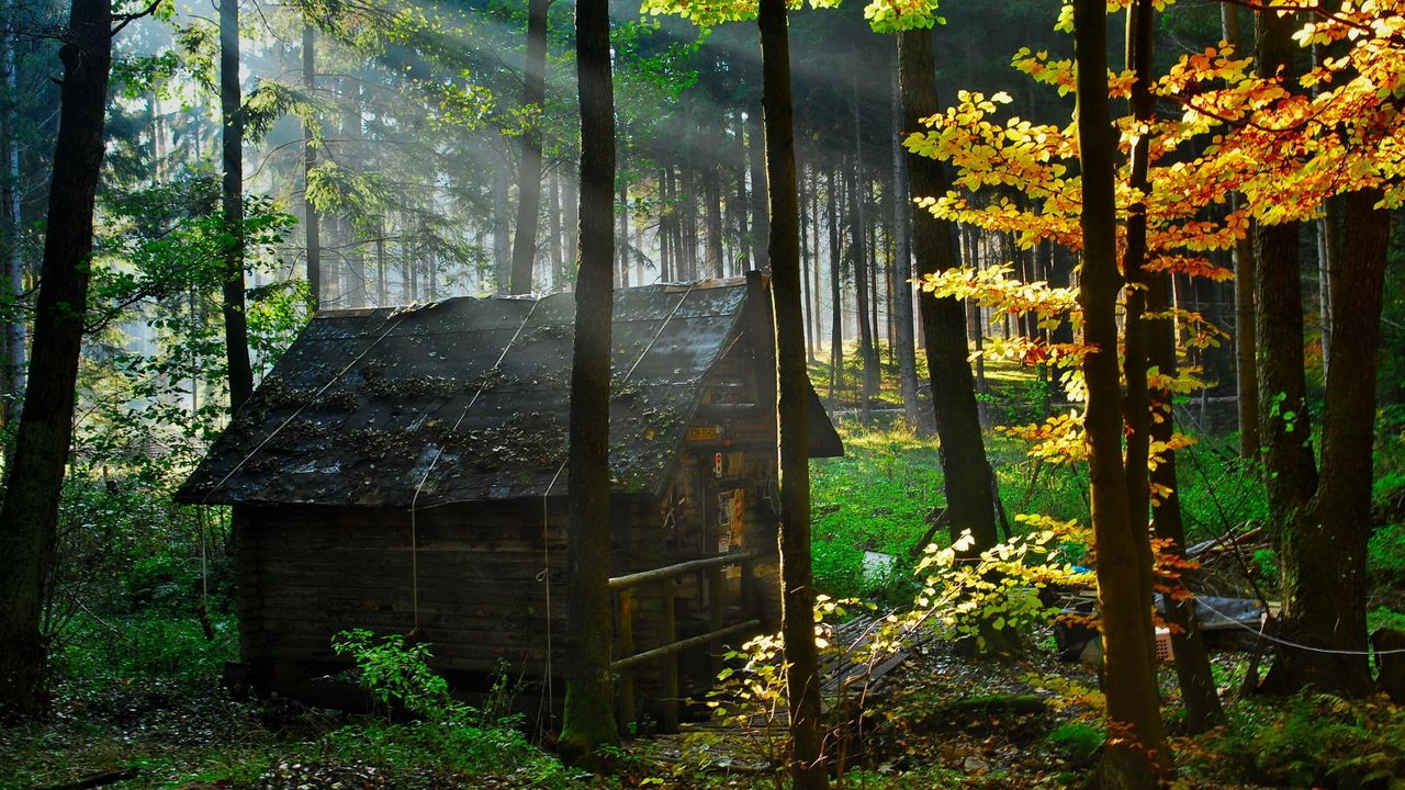 Обои лес, домик, осень, листья, просвет, утро