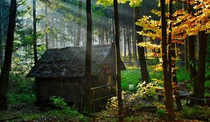 Превью обои лес, домик, осень, листья, просвет, утро