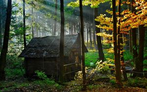 Превью обои лес, домик, осень, листья, просвет, утро