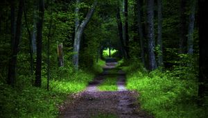 Превью обои лес, дорога, деревья, растительность, природа