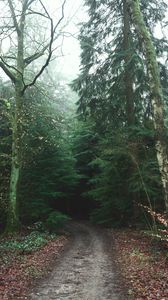 Превью обои лес, дорога, деревья, туман, природа