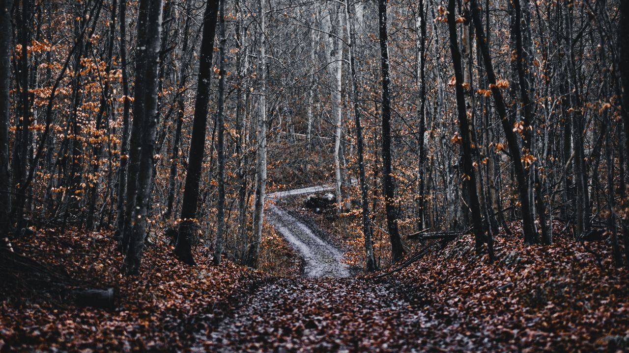 Обои лес, дорога, деревья, природа, опавшая листва
