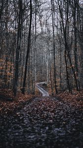 Превью обои лес, дорога, деревья, природа, опавшая листва