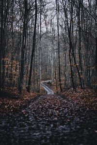 Превью обои лес, дорога, деревья, природа, опавшая листва