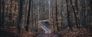 Превью обои лес, дорога, деревья, природа, опавшая листва