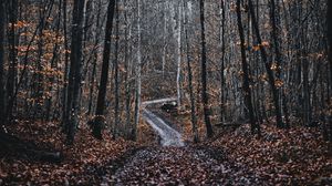 Превью обои лес, дорога, деревья, природа, опавшая листва