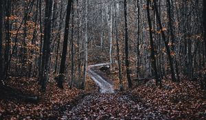Превью обои лес, дорога, деревья, природа, опавшая листва