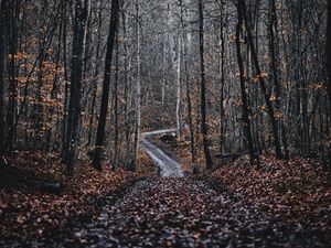 Превью обои лес, дорога, деревья, природа, опавшая листва