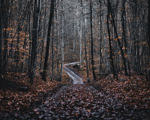 Превью обои лес, дорога, деревья, природа, опавшая листва