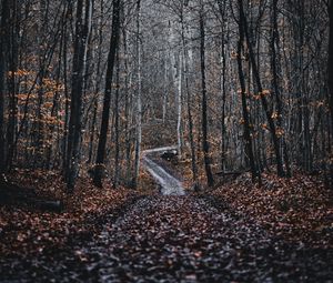 Превью обои лес, дорога, деревья, природа, опавшая листва