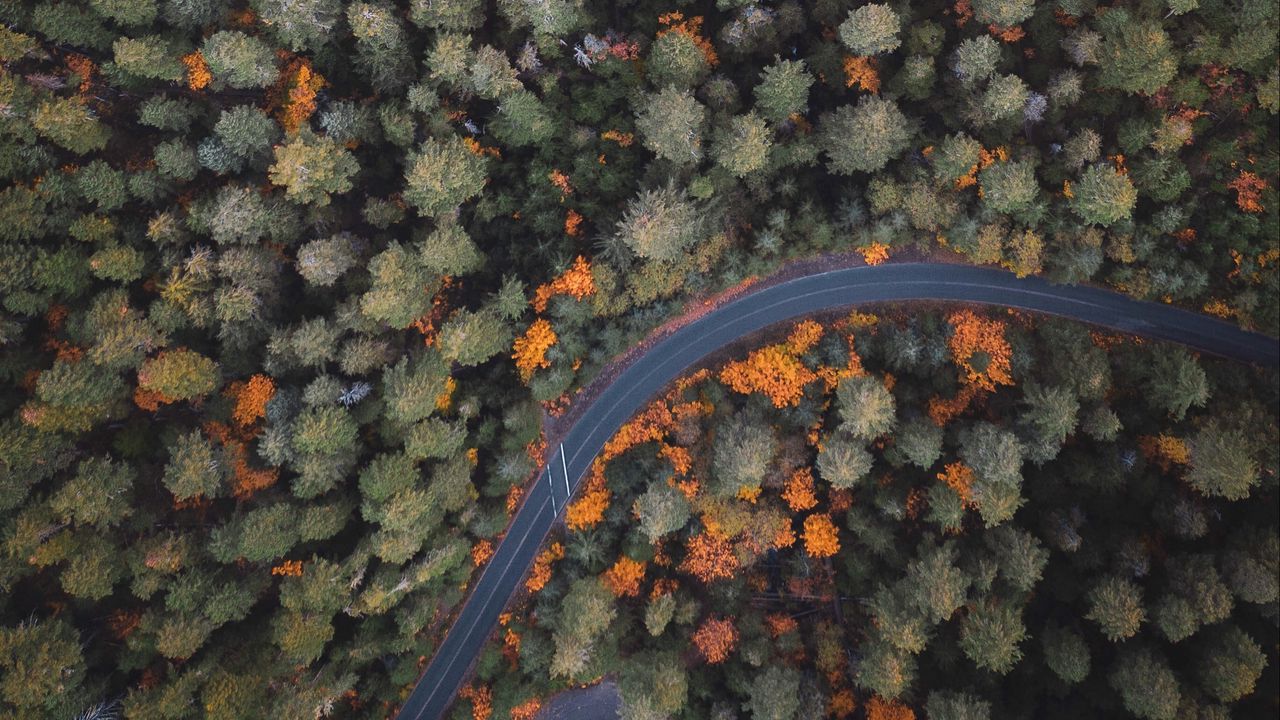 Обои лес, дорога, деревья, вид сверху