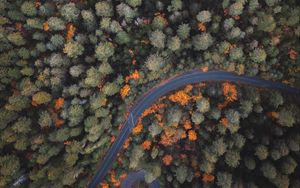Превью обои лес, дорога, деревья, вид сверху