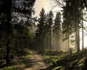 Превью обои лес, дорога, ели, тени, свет, лучи, утро