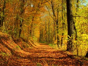 Превью обои лес, дорога, листья, октябрь, золото, полдень, тени