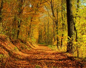 Превью обои лес, дорога, листья, октябрь, золото, полдень, тени