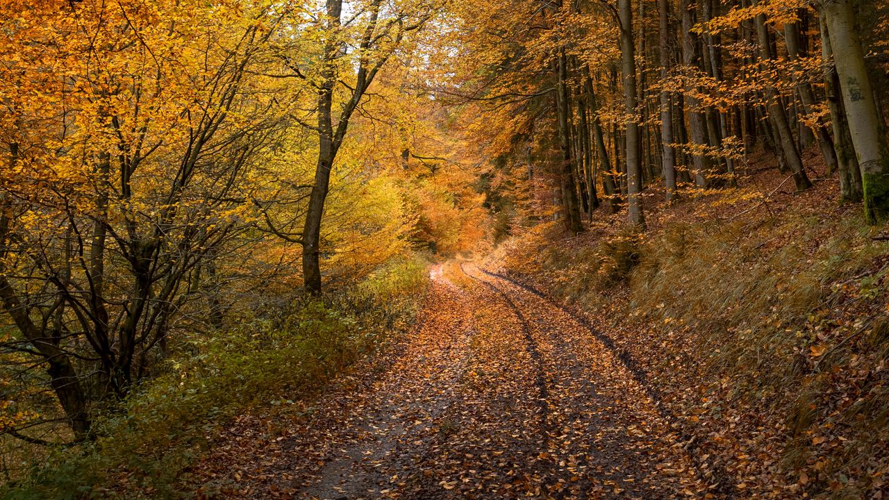 Обои лес, дорога, осень, опавшие листья, природа