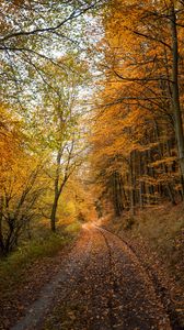 Превью обои лес, дорога, осень, опавшие листья, природа