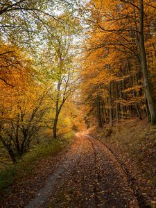 Превью обои лес, дорога, осень, опавшие листья, природа