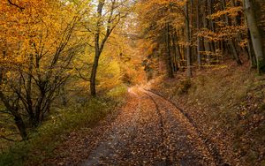 Превью обои лес, дорога, осень, опавшие листья, природа