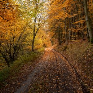 Превью обои лес, дорога, осень, опавшие листья, природа