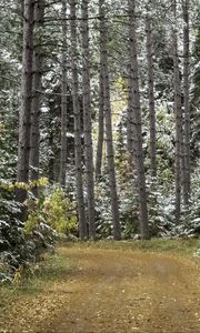 Превью обои лес, дорога, осень, снег, природа