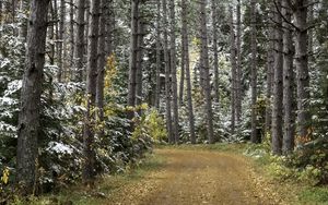 Превью обои лес, дорога, осень, снег, природа