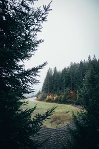 Превью обои лес, дорога, поворот, деревья, лужайка
