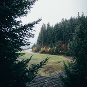 Превью обои лес, дорога, поворот, деревья, лужайка