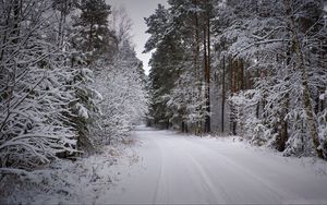 Превью обои лес, дорога, снег, зима, заснеженный