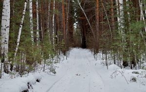 Превью обои лес, дорога, снег, природа, зима