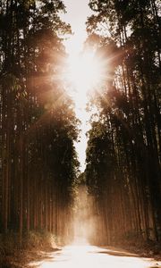 Превью обои лес, дорога, солнечный свет, деревья, яркий свет, лучи