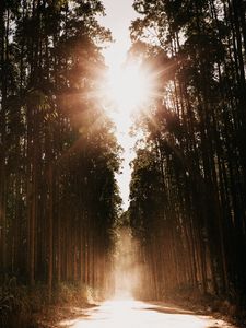 Превью обои лес, дорога, солнечный свет, деревья, яркий свет, лучи