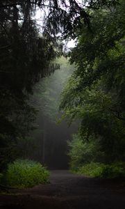 Превью обои лес, дорога, тропинка, деревья, кусты