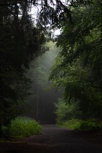 Превью обои лес, дорога, тропинка, деревья, кусты