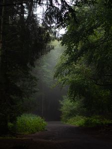 Превью обои лес, дорога, тропинка, деревья, кусты