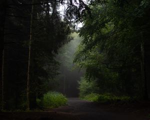 Превью обои лес, дорога, тропинка, деревья, кусты