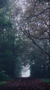 Превью обои лес, дорога, туман, деревья, мрачный