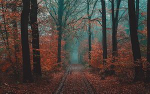 Превью обои лес, дорога, туман, природа, осень