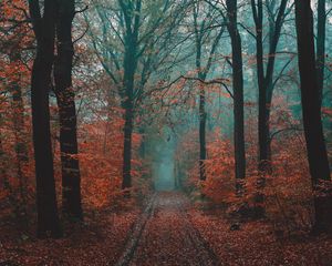Превью обои лес, дорога, туман, природа, осень