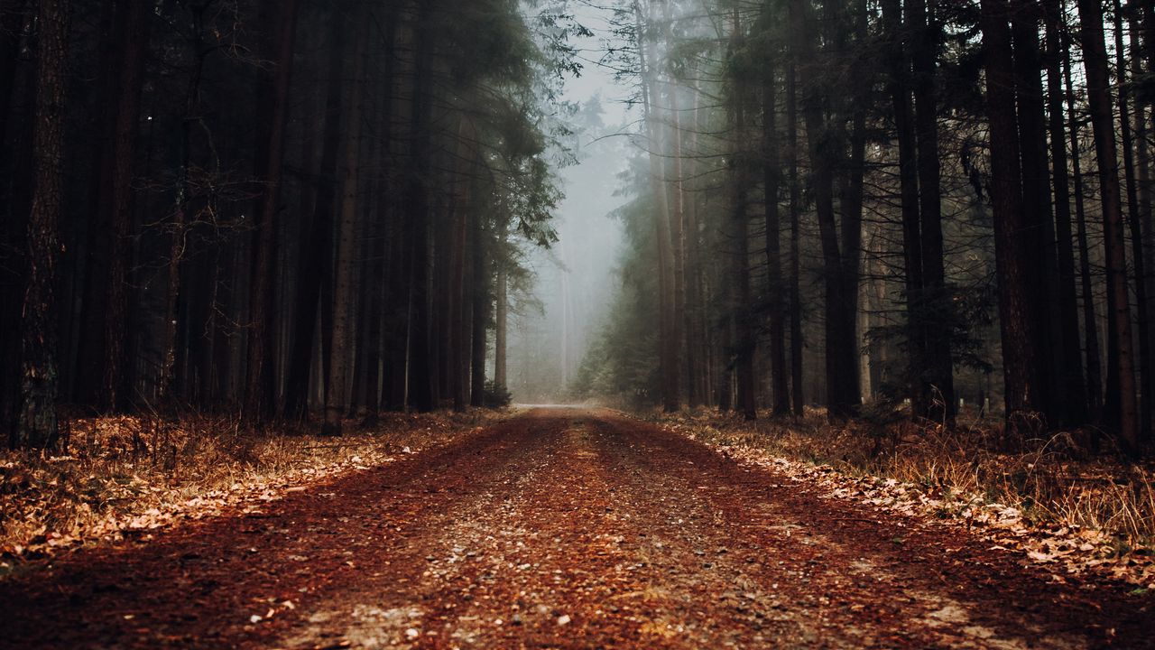 Обои лес, дорога, туман, природа