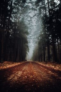 Превью обои лес, дорога, туман, природа